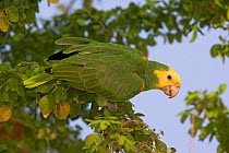 Yellow-headed Parrot (Amazona oratrix tresmariae) in foliage. Maria Madre Island, Islas Marias Biosphere Reserve, Sea of Cortez (Gulf of California), Mexico, June. Endangered.