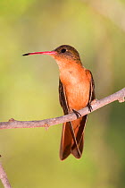 Cinnamon Hummingbird (Amazilia rutila graysoni). Maria Madre Island, Islas Marias Biosphere Reserve, Sea of Cortez (Gulf of California), Mexico, June.