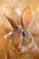 Tres Marias Rabbit (Sylvilagus graysoni). Maria Madre Island, Islas Marias Biosphere Reserve, Sea of Cortez (Gulf of California), Mexico, July. Endangered.