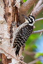 Ladder-backed Woodpecker (Picoides scalaris) foraging on trunk. Maria Madre Island, Islas Marias Biosphere Reserve, Sea of Cortez (Gulf of California), Mexico, July.