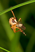 Robber Fly (Diogmites sp.) hanging from leaf, feeding on fly prey. Maria Madre Island, Islas Marias Biosphere Reserve, Sea of Cortez (Gulf of California), Mexico, August.