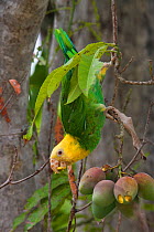 Yellow-headed Parrot (Amazona oratrix tresmariae), feeding on mangoes. Maria Madre Island, Islas Marias Biosphere Reserve, Sea of Cortez (Gulf of California), Mexico, July. Endangered.