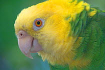 Yellow-headed Parrot (Amazona oratrix tresmariae), portrait. Maria Madre Island, Islas Marias Biosphere Reserve, Sea of Cortez (Gulf of California), Mexico, July. Endangered.