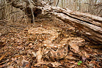 Boa (Boa constrictor sigma) camouflaged against leaf-litter. Maria Madre Island, Islas Marias Biosphere Reserve, Sea of Cortez (Gulf of California), Mexico, July.
