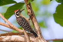 Ladder-backed Woodpecker (Picoides scalaris). Maria Madre Island, Islas Marias Biosphere Reserve, Sea of Cortez (Gulf of California), Mexico, August.