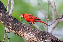 Northern Cardinal (Cardinalis cardinalis) with prey. Maria Madre Island, Islas Marias Biosphere Reserve, Sea of Cortez (Gulf of California), Mexico, September.