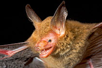 Van Gelder's Bat (Bauerus dubiaquercus) portrait. Maria Magdalena Island, Islas Marias Biosphere Reserve, Sea of Cortez (Gulf of California), Mexico, June. Endangered.