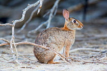Tres Marias Rabbit (Sylvilagus graysoni) in profile. Maria Magdalena Island, Islas Marias Biosphere Reserve, Sea of Cortez (Gulf of California), Mexico, June. Endangered.