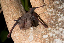 Gray Sac-winged Bat (Balantiopteryx plicata). Maria Madre Island, Islas Marias Biosphere Reserve, Sea of Cortez (Gulf of California), Mexico, June.