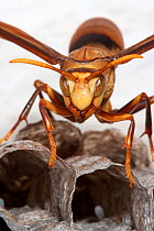 Paper Wasp (Polistes sp.) on nest cells. Maria Madre Island, Islas Marias Biosphere Reserve, Sea of Cortez (Gulf of California), Mexico, September.