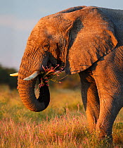 African elephant (Loxodonta africana) feeding, Etosha National Park, Namibia