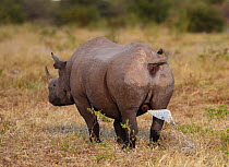 Black rhinoceros (Diceros bicornis) male spray marking, Etosha National Park, Namibia