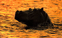 Hippopotamus (Hippopotamus amphibius) head at water surface at sunset, Chobe National Park, Botswana