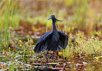 Black heron / egret (Hydranassa / Egretta ardesiaca) Chobe National Park, Botswana