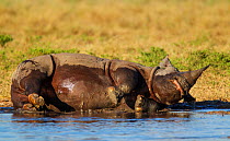 Black rhinoceros (Diceros bicornis) male wallowing in water, Etosha National Park, Namibia