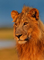 RF- African Lion (Panthera leo) young male at sunrise, Etosha National Park, Namibia. (This image may be licensed either as rights managed or royalty free.)