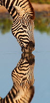 RF- Common zebra (Equus quagga) drinking with reflection, Etosha National Park, Namibia. (This image may be licensed either as rights managed or royalty free.)