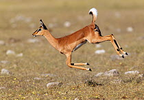 Black faced Impala (Aepyceros melamis petersi) female jumping, Etosha National Park, Namibia