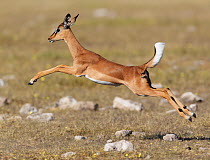 RF- Black faced Impala (Aepyceros melamis petersi) female jumping, Etosha National Park, Namibia. (This image may be licensed either as rights managed or royalty free.)