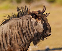 Wildebeest (Connochaetes taurinus) profile portrait, Etosha National Park, Namibia