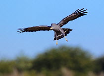 African harrier hawk / Gymnogene (Polyboroides typus) Etosha National Park, Namibia