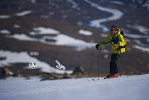 Rock ptarmigan (Lagopus mutus) male (left) and female take flight from an ice field as a skier passes close by, Cairngorm Mountains, Scotland, UK, March 2011. Did you know? The word ptarmigan comes fr...