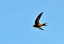 Common Swift (Apus apus) in flight against blue sky. Norfolk, June.