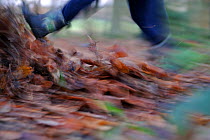 Booted feet of a young boy kicking leaves in woodland. Norfolk, autumn. Model released.