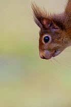 Red squirrel (Sciurus vulgaris) head portrait, Brownsea Island, Dorset, UK, January