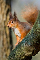 Red squirrel (Sciurus vulgaris) on branch in morning sun, Brownsea Island, Dorset, UK, February
