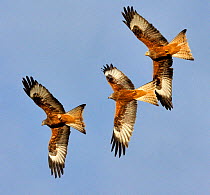 Three Red Kites (Milvus milvus) chasing each other in flight. Wales, UK. November.