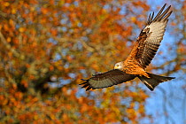 Red Kite (Milvus milvus) in flight. Wales, UK. November. Did you know? In the 1800s UK Kite populations dropped to a few pairs but now due to conservation efforts there are around 2000!