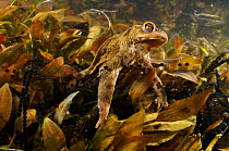Common Toad (Bufo bufo) with pond vegetation and spawn. Surrey, England, March.