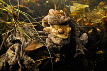 Common Toads (Bufo bufo) in amplexus (mating) in pond. Surrey, England, March.