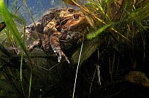 Common Toads (Bufo bufo) in amplexus (mating) in pond. Surrey, England, March.