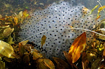 Clumped frogspawn of Common Frog (Rana temporaria) , and chained spawn of Common Toad (Bufo bufo) in pond water. Surrey, England, March.