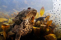 Common Toads (Bufo bufo) in amplexus (mating) in pond by frogspawn (Rana temporaria). Surrey, England, March.