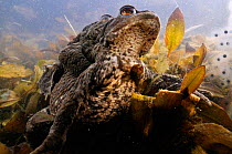 Common Toads (Bufo bufo) in amplexus (mating) in pond with frogspawn (Rana temporaria). Surrey, England, March.