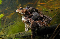 Common Toads (Bufo bufo) in amplexus (mating) with strings of toad spawn in background. Surrey, England, March.