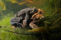 Common Toads (Bufo bufo) in amplexus (mating) with strings of toad spawn. Surrey, England, March.