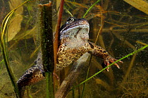 Common Frog (Rana temporaria) in garden pond. Surrey, England, March.