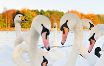 Whooper Swans (Cygnus cygnus) and Mute Swans (Cygnus olor) close up on water. Scotland, November.