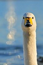 Whooper Swan (Cygnus cygnus) head and neck portrait against lake reflections. Scotland, November.