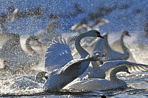 Mute Swan (Cygnus olor) taking off from flock on water. Scotland, December. Did you know? Richard the Lionheart is said to have introduced Mute Swans to Britain