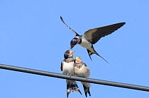 Barn Swallow (Hirundo rustica) feeding begging fledglings on a wire. Perthshire, Scotland, September.