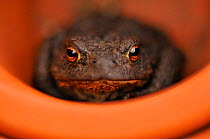 Common Toad (Bufo bufo) resting in a plant pot. Perthshire, Scotland, April. Did you know? When toads eat they blink to help them swallow.