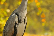 Neck and breast plumage of Grey Heron (Ardea cinerea). Glasgow, Scotland, October.