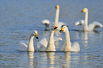 Whooper Swans (Cygnus cygnus) displaying on water. Scotland, November. Did you know? Whooper swans travel over 1000 miles each year, arriving in the UK from Iceland between October and November.