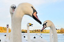 Whooper Swan (Cygnus cygnus) caling behind mute swans (Cygnus olor) on a urban loch. Scotland, November.