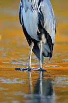 Grey Heron (Ardea cinerea) feet standing on frozen pond. Glasgow, Scotland, November.